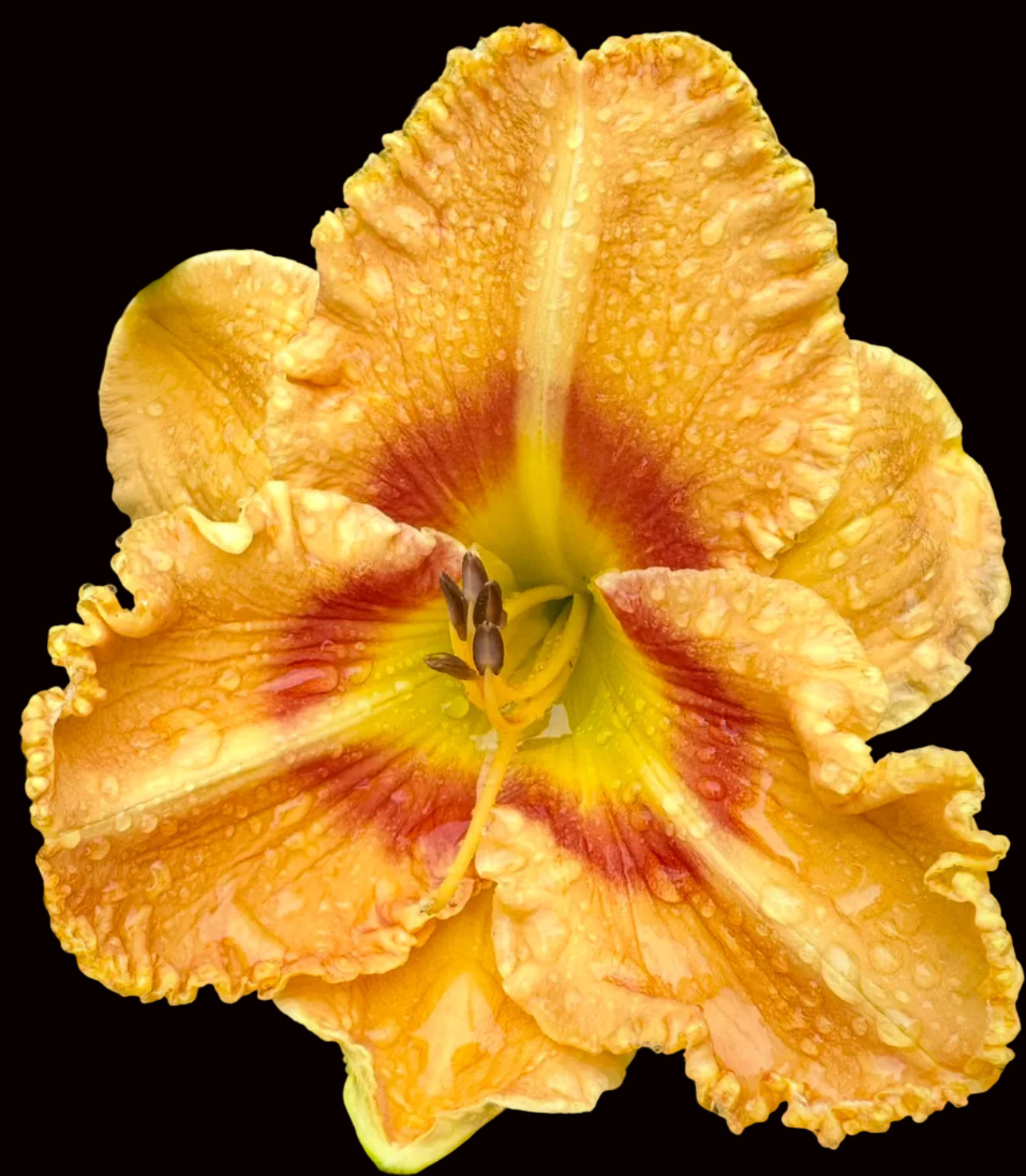 O37 | Large Ruffled Golden Apricot with Rust Red Eye
