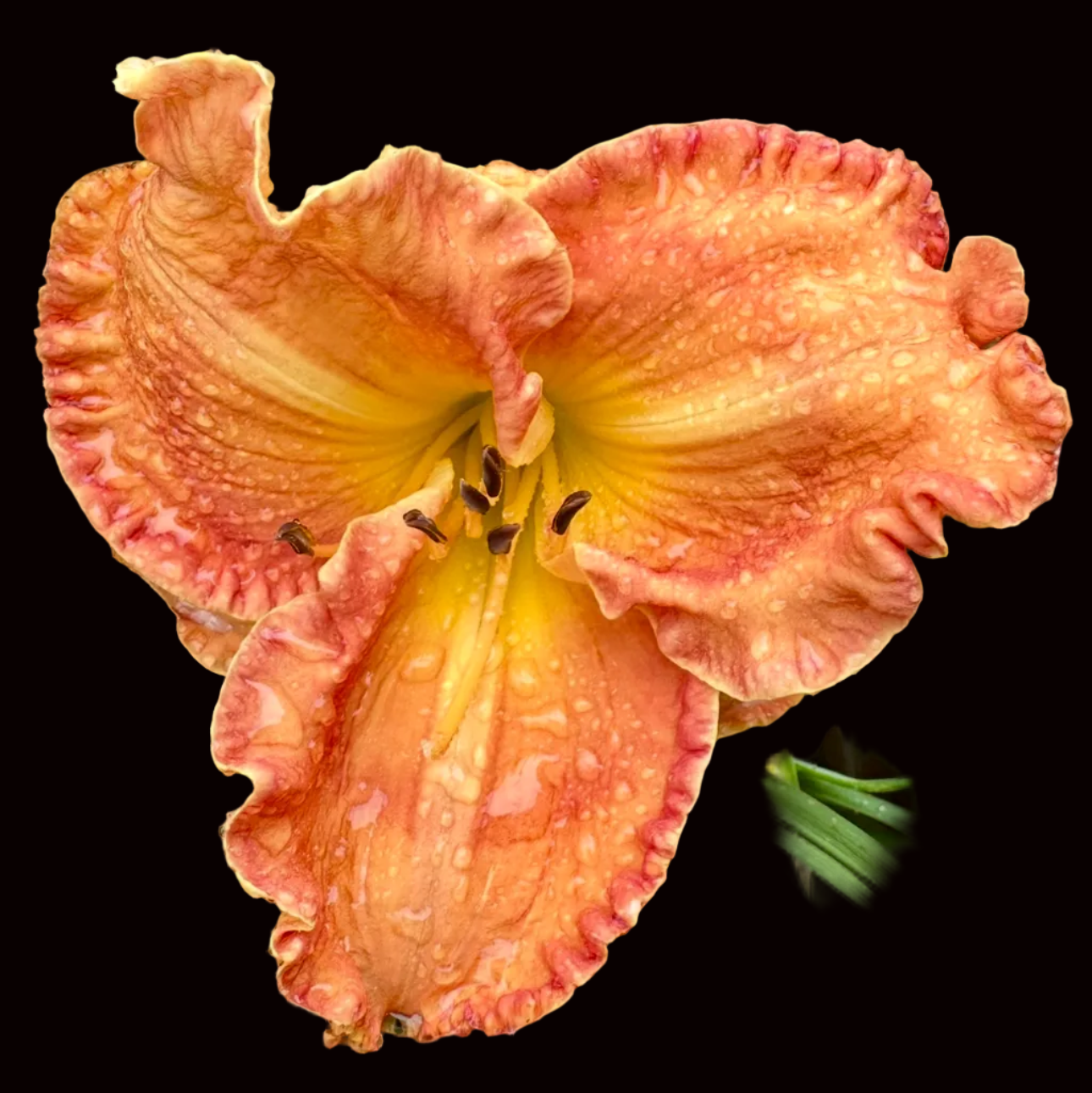 O43 | Ruffled Peach with Orange and Cream Edge