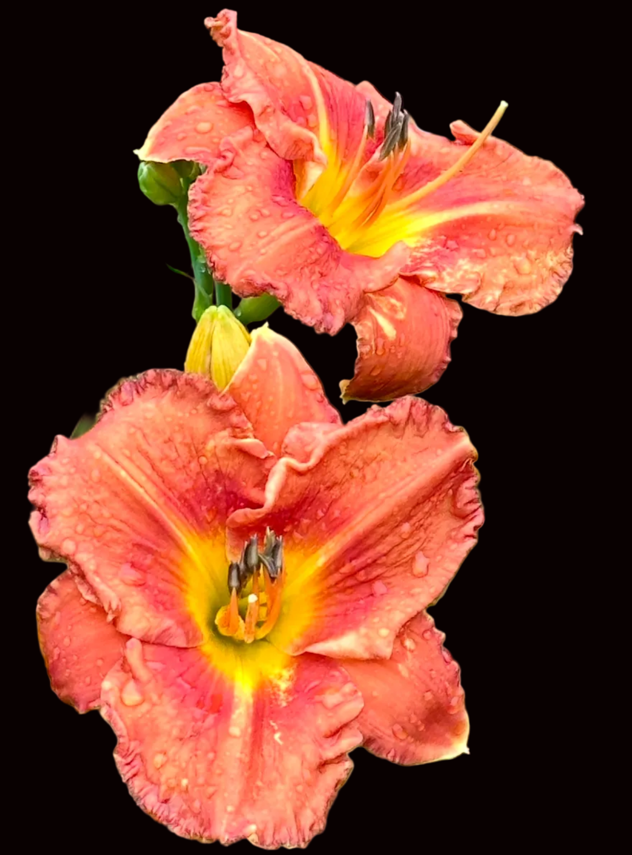 O56 | Iridescent Ruffled Orange Bloom