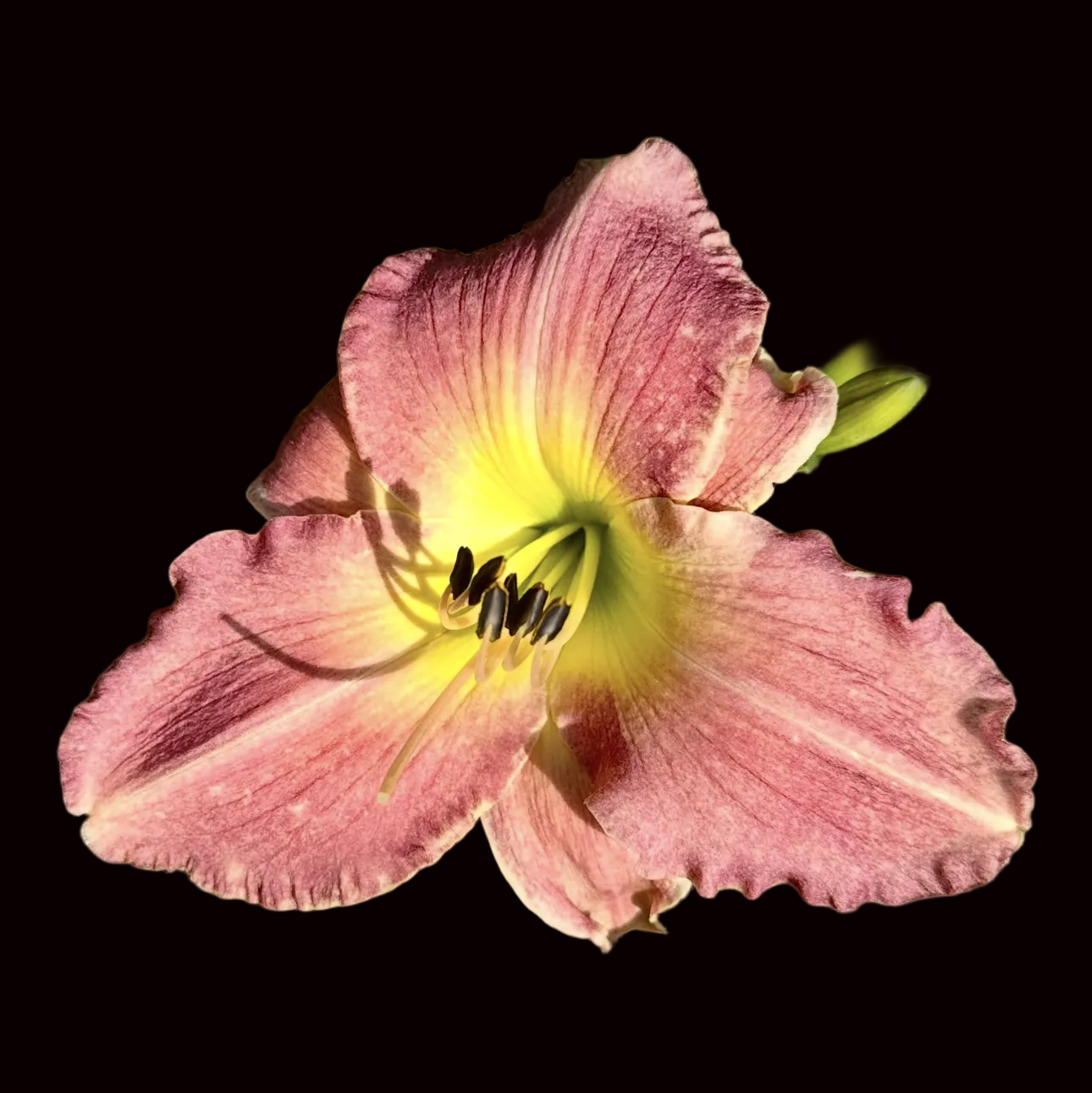 O73 | Dusty Violet Pink with Green-Gold Throat