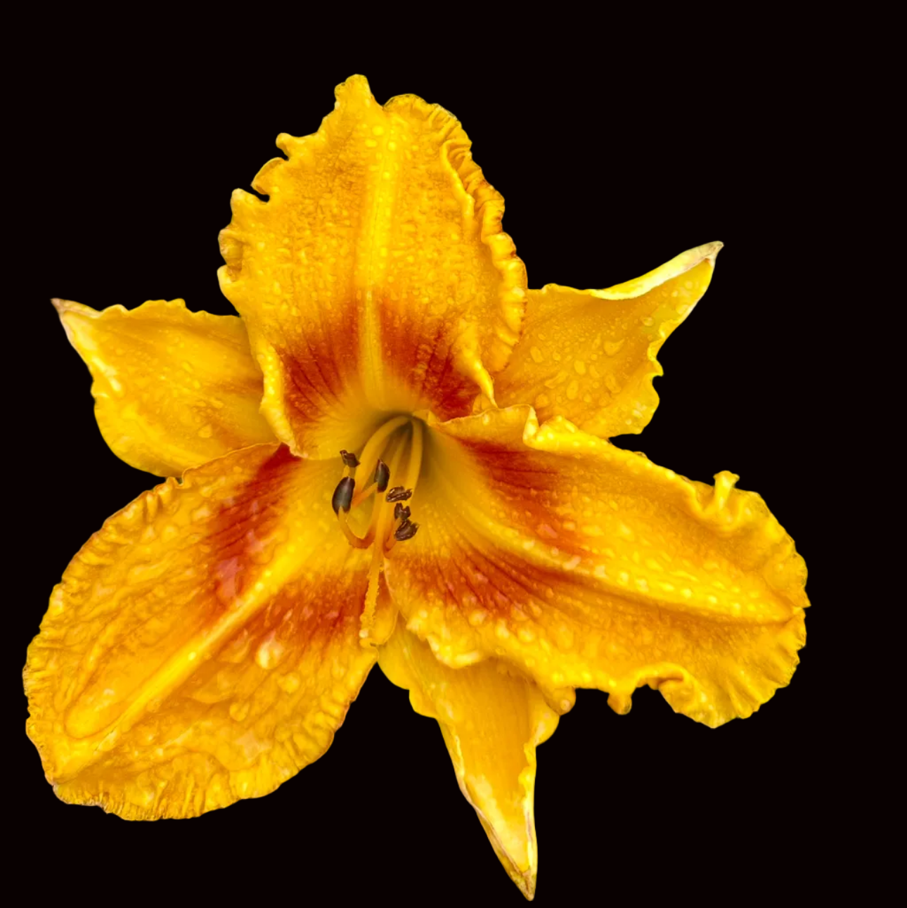 O85 | XL Golden Yellow with Mahogany Eye