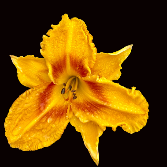 O85 | XL Golden Yellow with Mahogany Eye