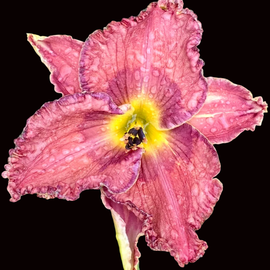 P20 | Ruffled Pink, Violet Edge and Eye