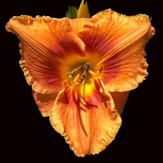 P26 | Rich Gold with Rose-Plum Eye
