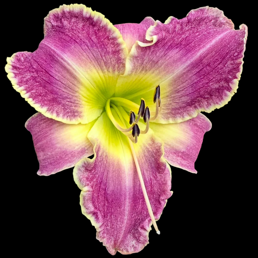 P28 | Plum with Cream-Ruffled Edge