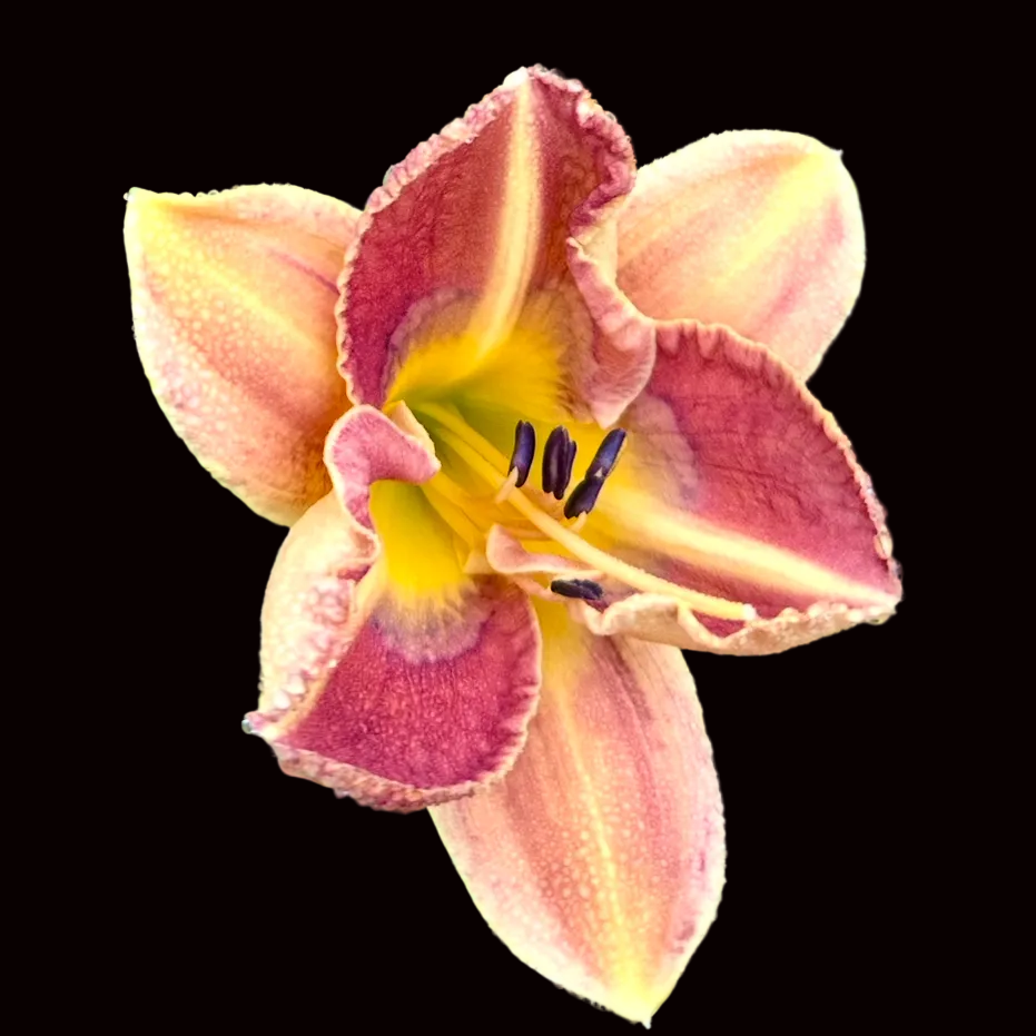 P46 | Orange Bicolor with Violet Eye