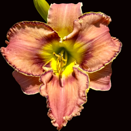 Q108 | Light Peach with Plum Eye Double Edge
