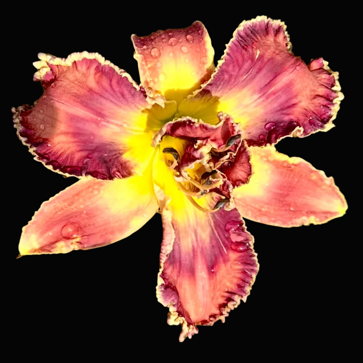 A close-up photograph of a blooming daylily flower with pink and yellow petals, set against green foliage and a wooden surface. The photo is shown within a mobile app interface with a date header reading 'Columbus' and a row of thumbnail images at the bottom.