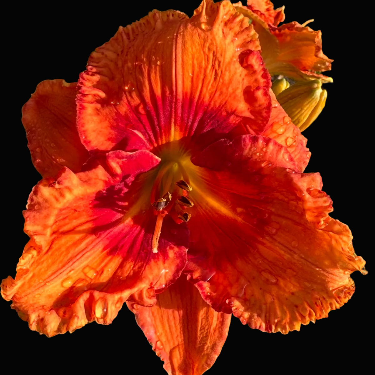A close-up photograph of a bright orange daylily flower with ruffled petals and a yellow-orange center, growing among green leaves outdoors. The photo appears to be taken from a phone app screenshot with a date header at the top and a row of thumbnail images along the bottom.