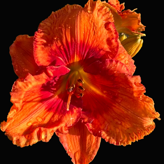 A close-up photograph of a bright orange daylily flower with ruffled petals and a yellow-orange center, growing among green leaves outdoors. The photo appears to be taken from a phone app screenshot with a date header at the top and a row of thumbnail images along the bottom.