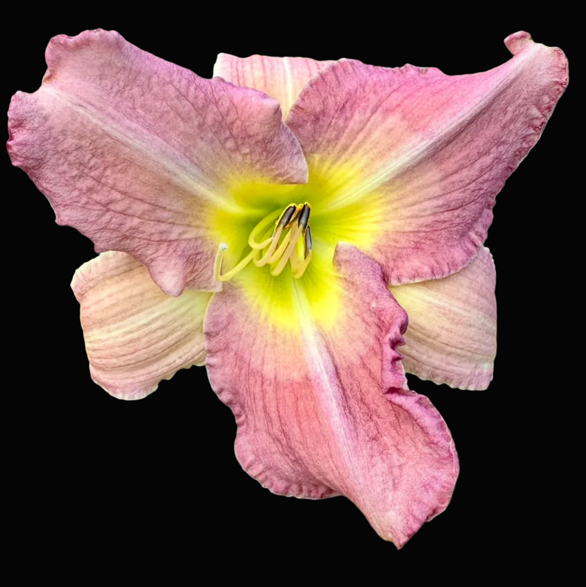 A close-up photograph of a pink daylily flower with a yellow center, surrounded by green foliage, shown within a mobile app screenshot interface.