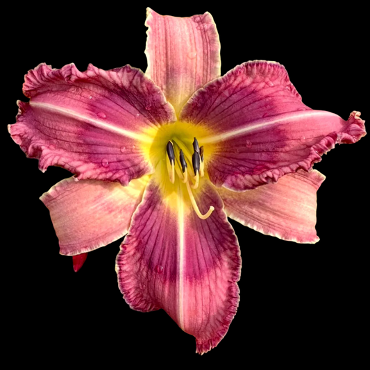 S30 | Tall Plum with Cream Midribs