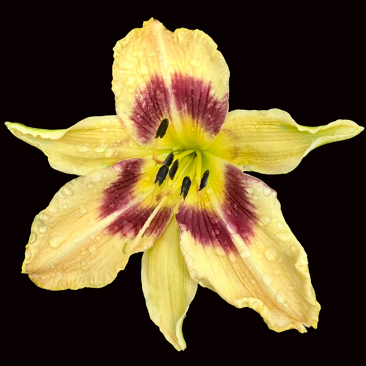 S54 | XL Plum with Dark Eye and Yellow Throat