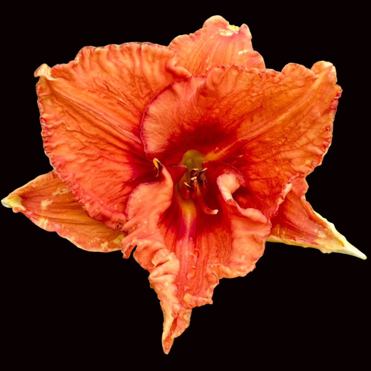 S73 | Ruffled Coral Apricot with Wine Red Eye