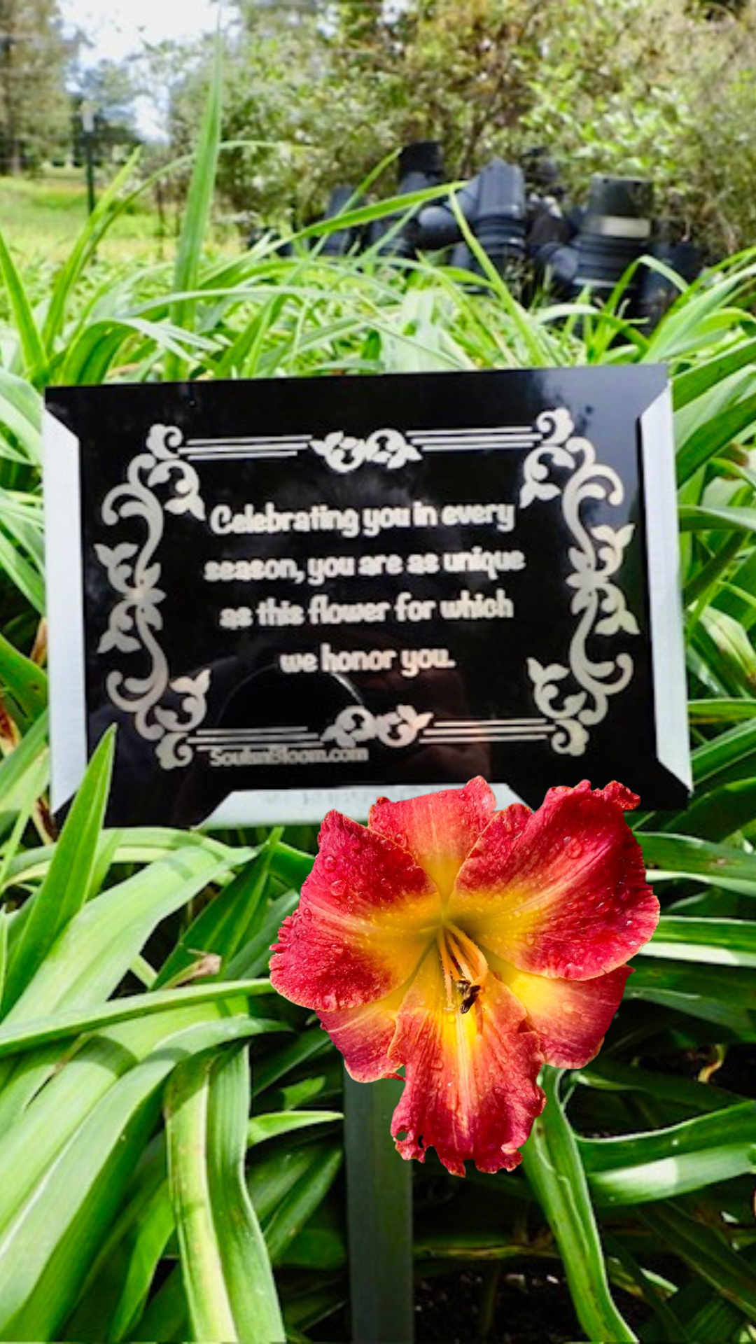 Big red-coral hybrid daylily from Souls ’n Bloom with a memorial plaque honoring a beloved family member, representing love, remembrance, and the lasting beauty of family bonds.