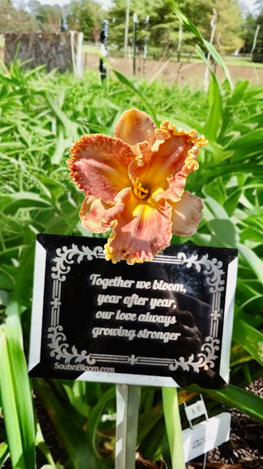 Fluffy antique coral hybrid daylily from Souls ’n Bloom with a plaque celebrating an anniversary and love growing stronger, planted in a backyard garden as a symbol of warmth, devotion, and lasting affection.Select 67 more words to run Humanizer.