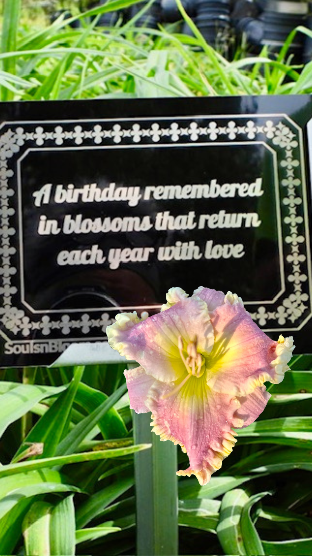 Bubble gum pink-yellow hybrid daylily from Souls ’n Bloom with a remembrance plaque celebrating love and growth, symbolizing hope, renewal, and the beauty of enduring connections.