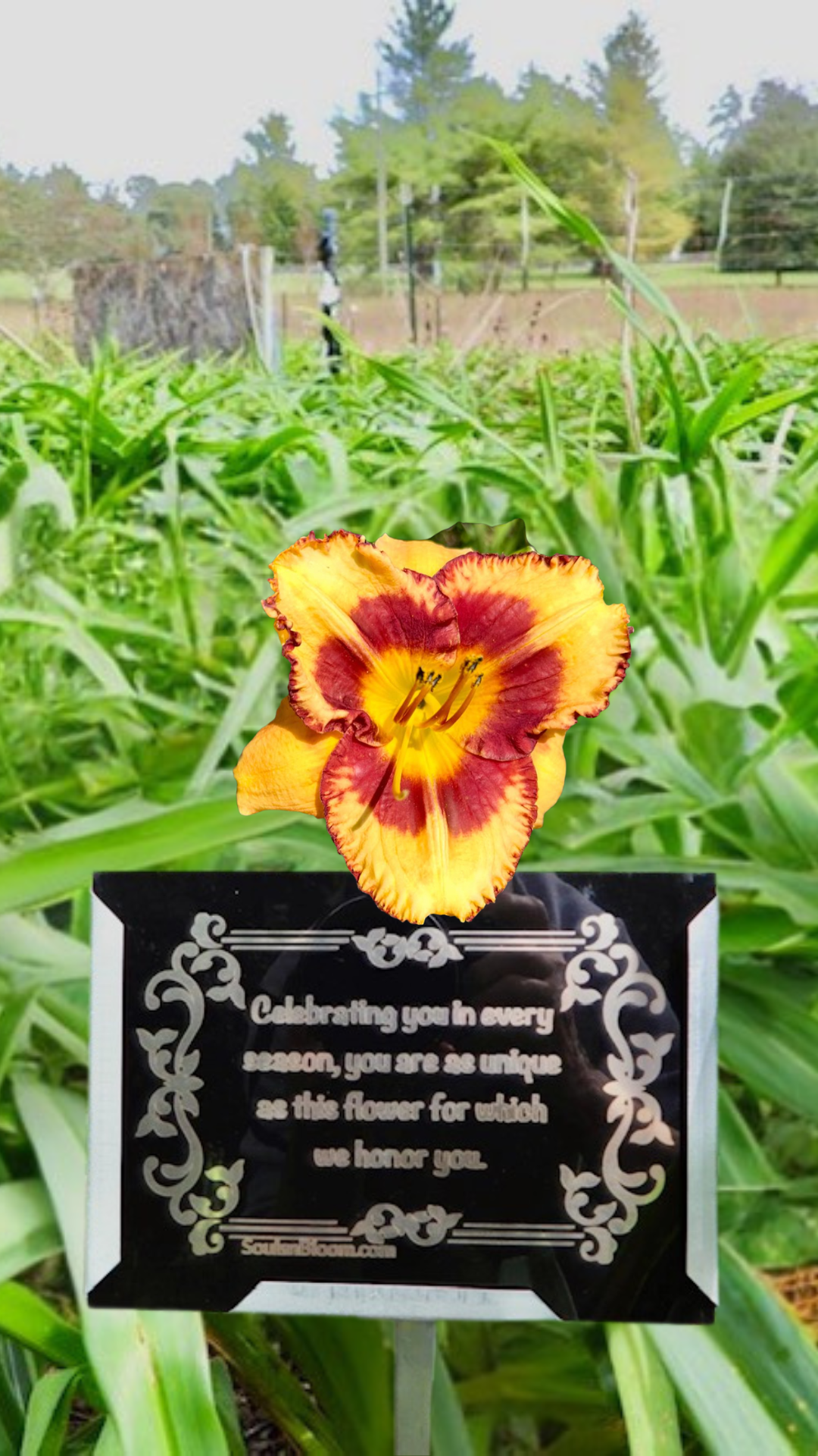 Glowing amber hybrid daylily from Souls ’n Bloom with a heartfelt plaque honoring the beautiful nature and spirit of a loved one who recently passed, symbolizing warmth, remembrance, and everlasting love.