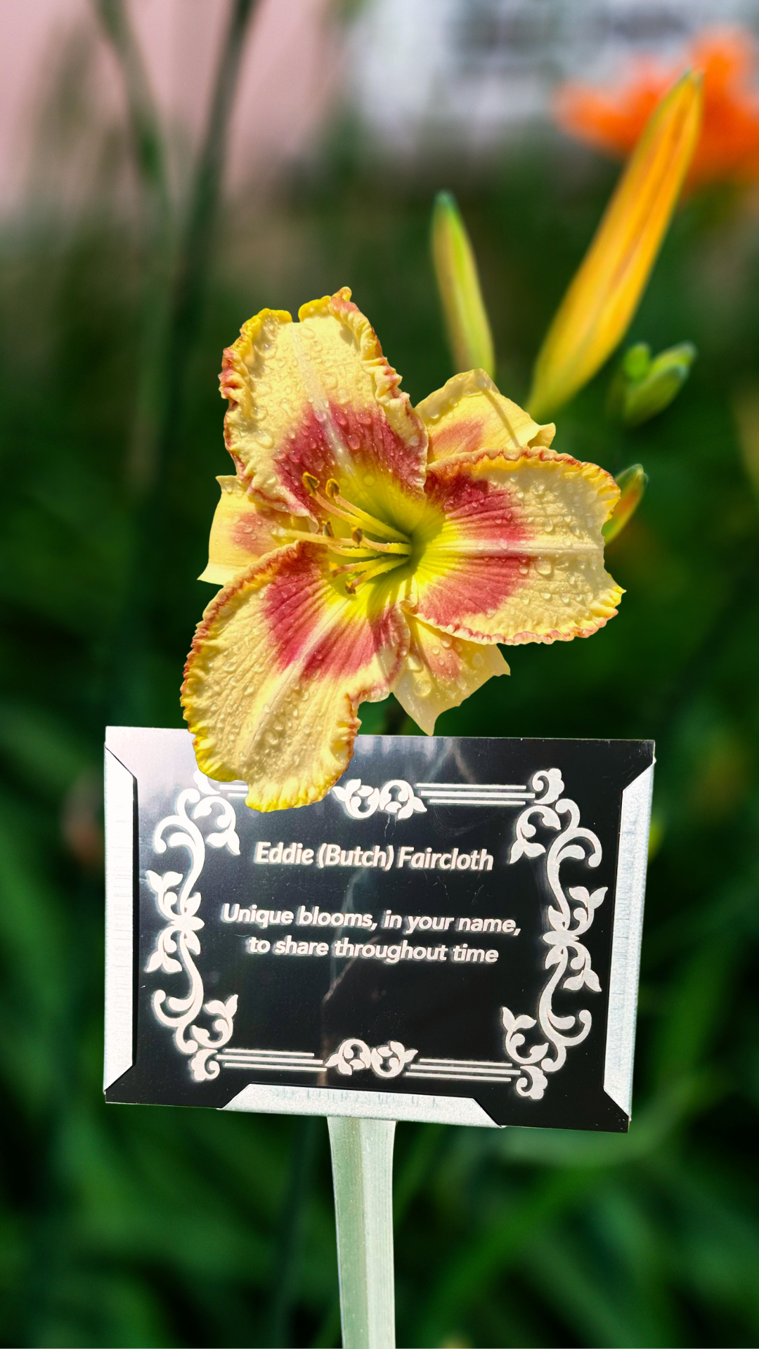 Butter yellow hybrid daylily from Souls ’n Bloom with a memorial plaque honoring a lost friend, symbolizing light, friendship, and the gentle remembrance of a cherished bond.