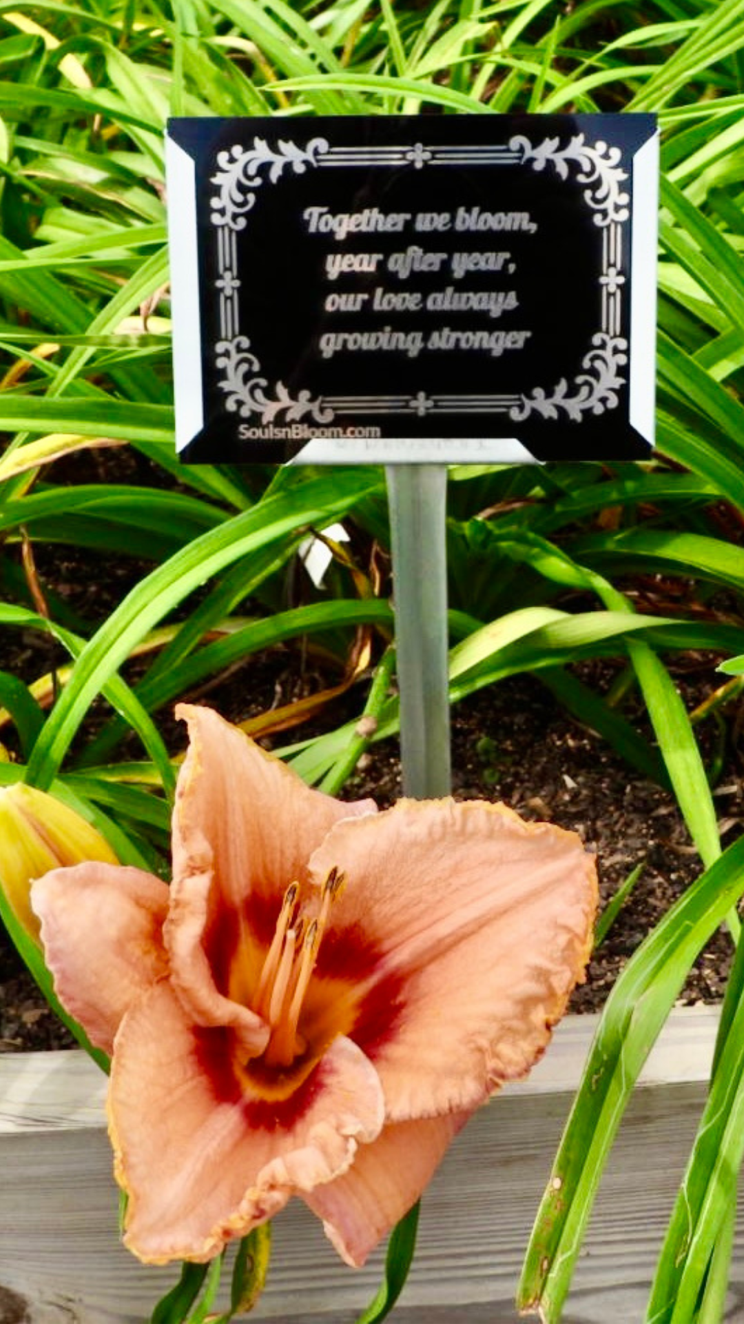 Ruffled violet-rose hybrid daylily from Souls ’n Bloom with a plaque celebrating an anniversary and love that continues to grow stronger, symbolizing devotion, harmony, and enduring affection.