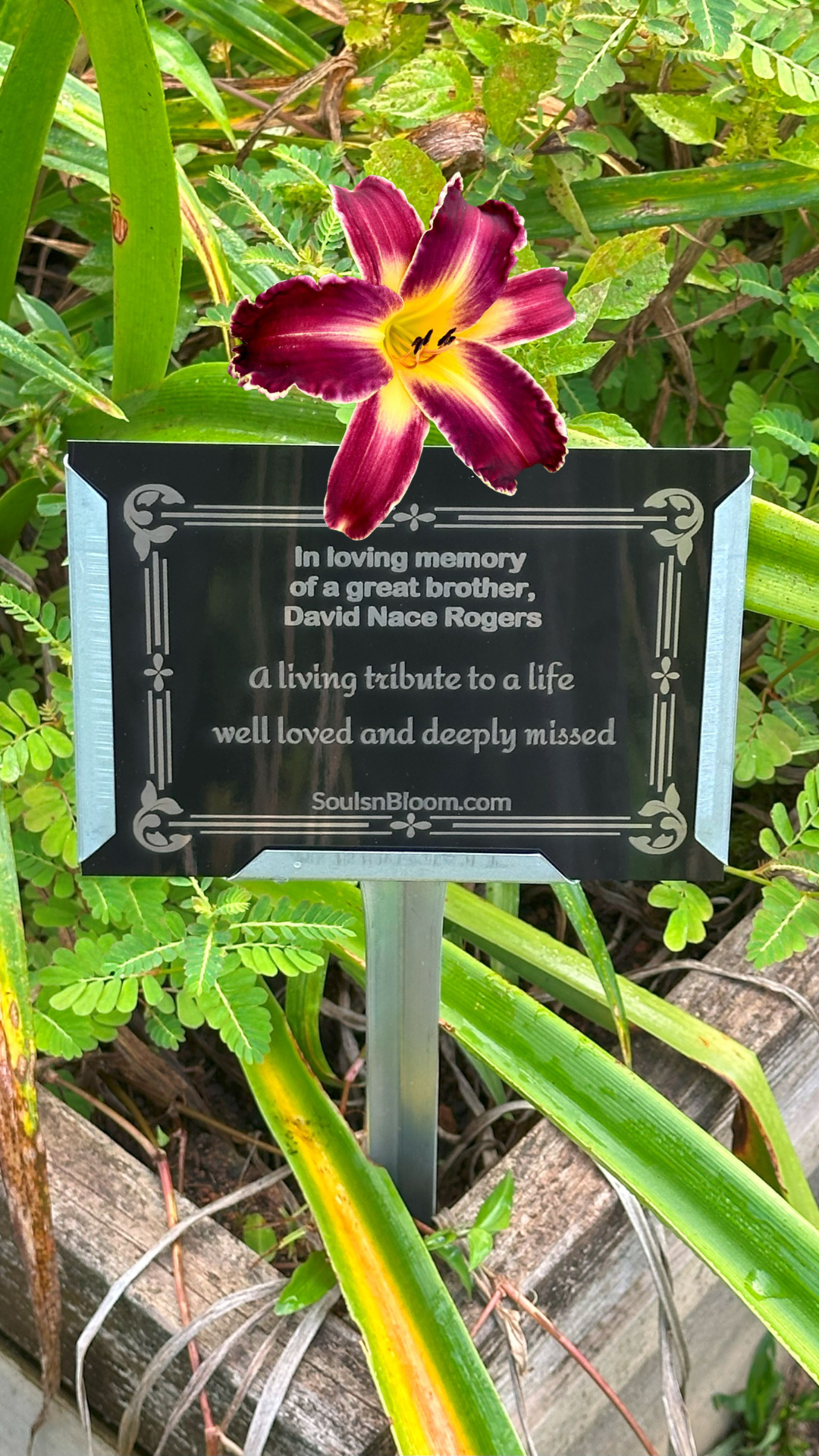 XL starburst red-maroon hybrid daylily from Souls ’n Bloom, a vibrant and striking bloom that embodies strength, passion, and the enduring beauty of remembrance.