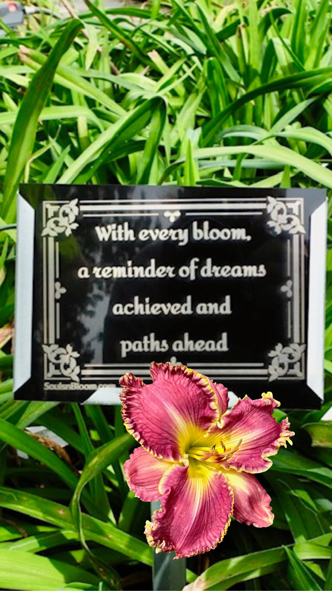 XL deep violet-plum hybrid daylily from Souls ’n Bloom with a commemorative plaque celebrating life’s milestones, symbolizing accomplishment, gratitude, and the beauty of personal growth.Select 74 more words to run Humanizer.