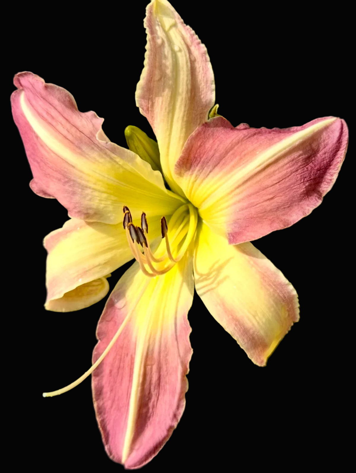 A close-up photograph of a single daylily flower in bloom, with pink outer petals fading into yellow at the center, set against a background of green foliage. The photo appears to be taken from a phone gallery or photo app interface, with a date and time header at the top and a row of thumbnail images along the bottom.