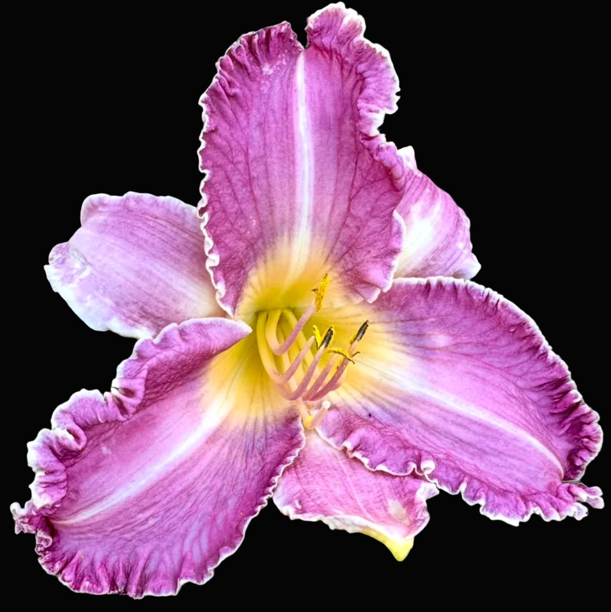A close-up photograph of a single pink daylily flower with a yellow center and green leaves in the background, shown within a mobile app screenshot interface.