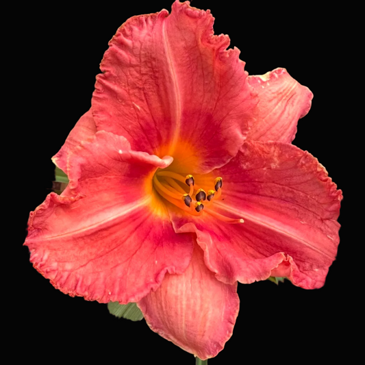 A close-up photograph of a blooming daylily flower with bright coral-pink petals, yellow-orange center, and green leaves in the background. The photo appears inside a phone app screenshot with a date header and navigation icons visible.
