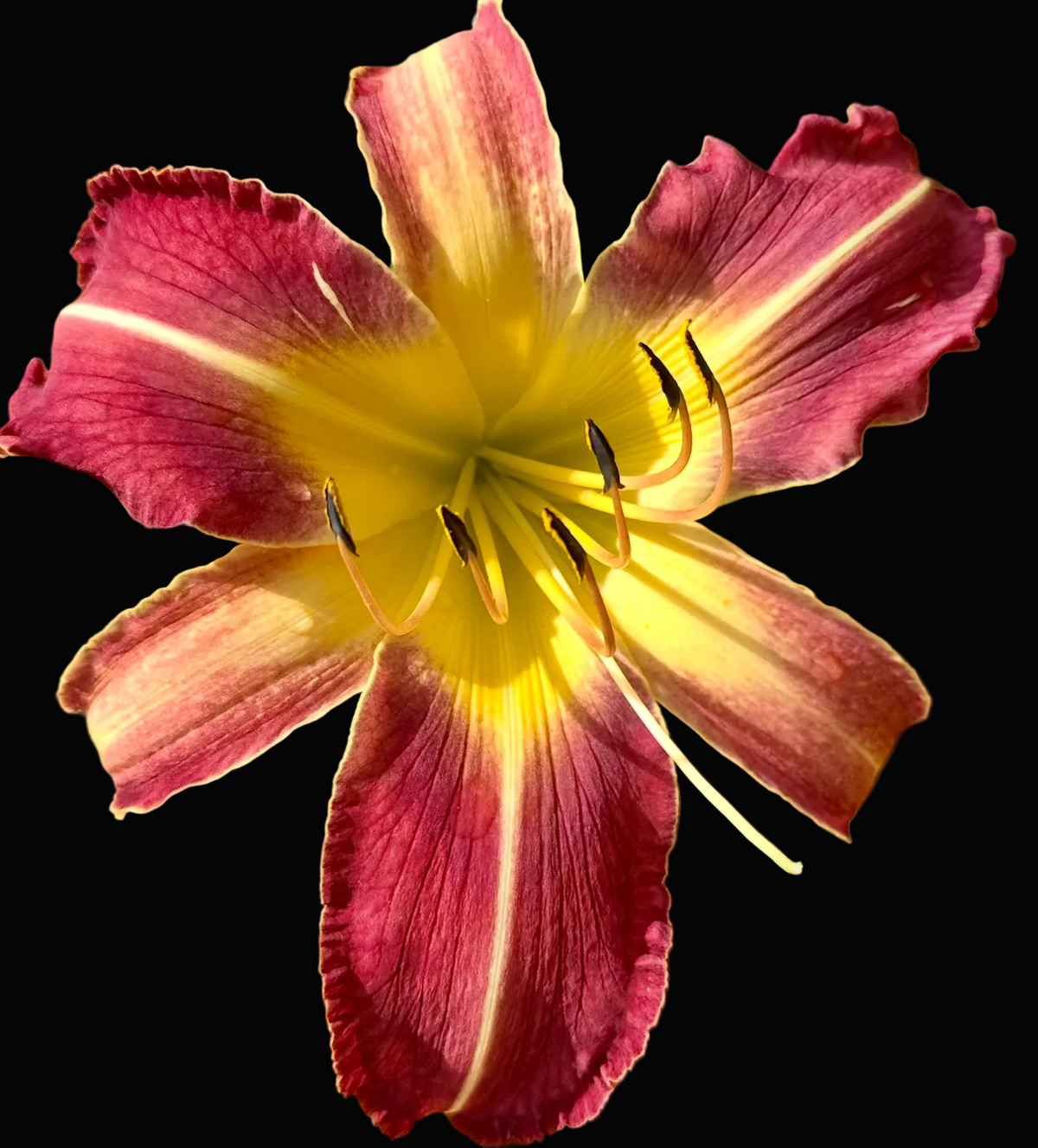 A close-up photograph of a daylily flower in bloom, with deep burgundy-red petals, a bright yellow center, and green leaves in the background. The photo appears within a mobile app screenshot interface, showing a phone status bar at the top and a gallery-style toolbar at the bottom.