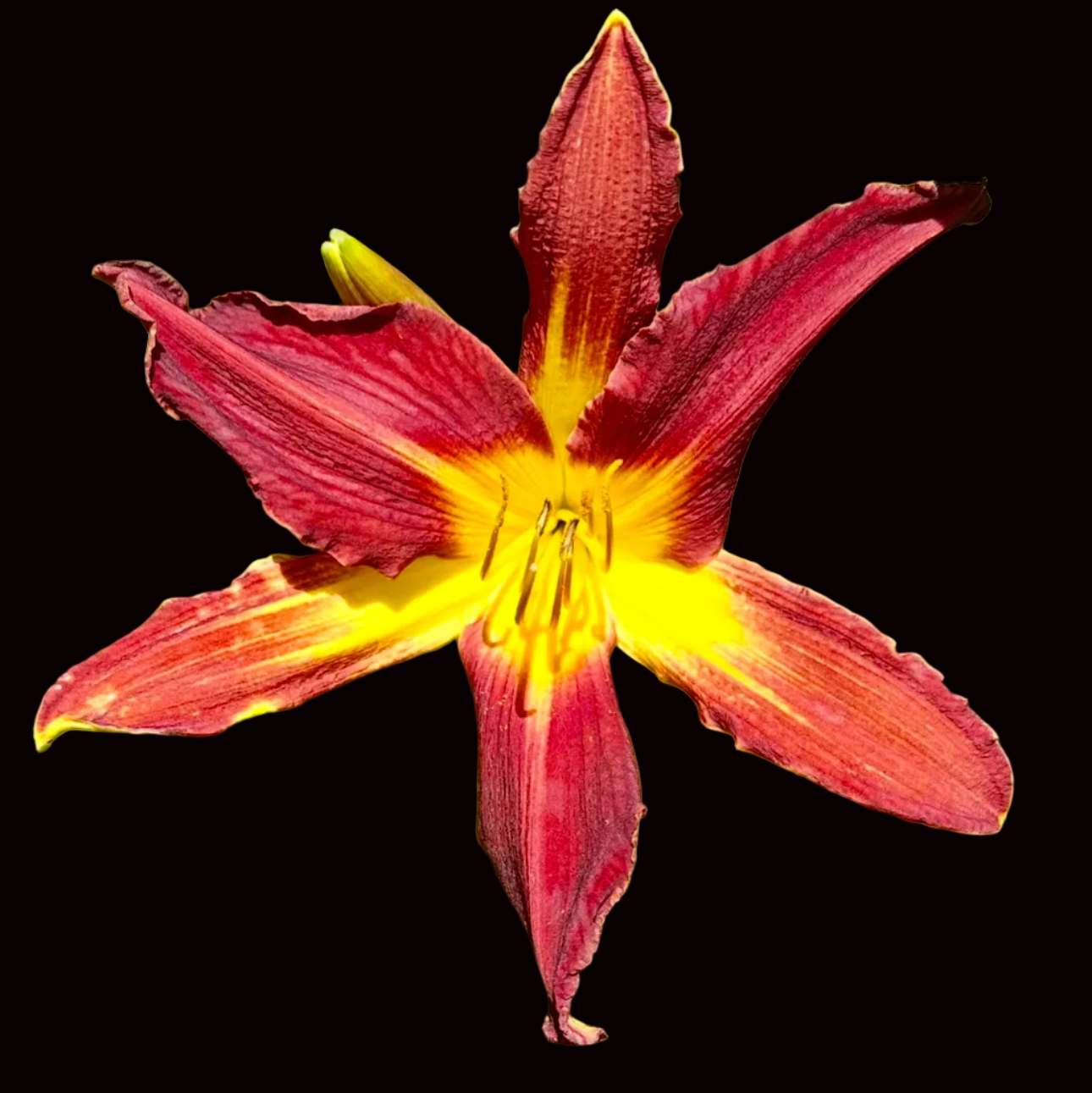 T22 | XL Dark Red with Yellow Throat