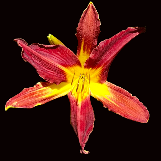 T22 | XL Dark Red with Yellow Throat