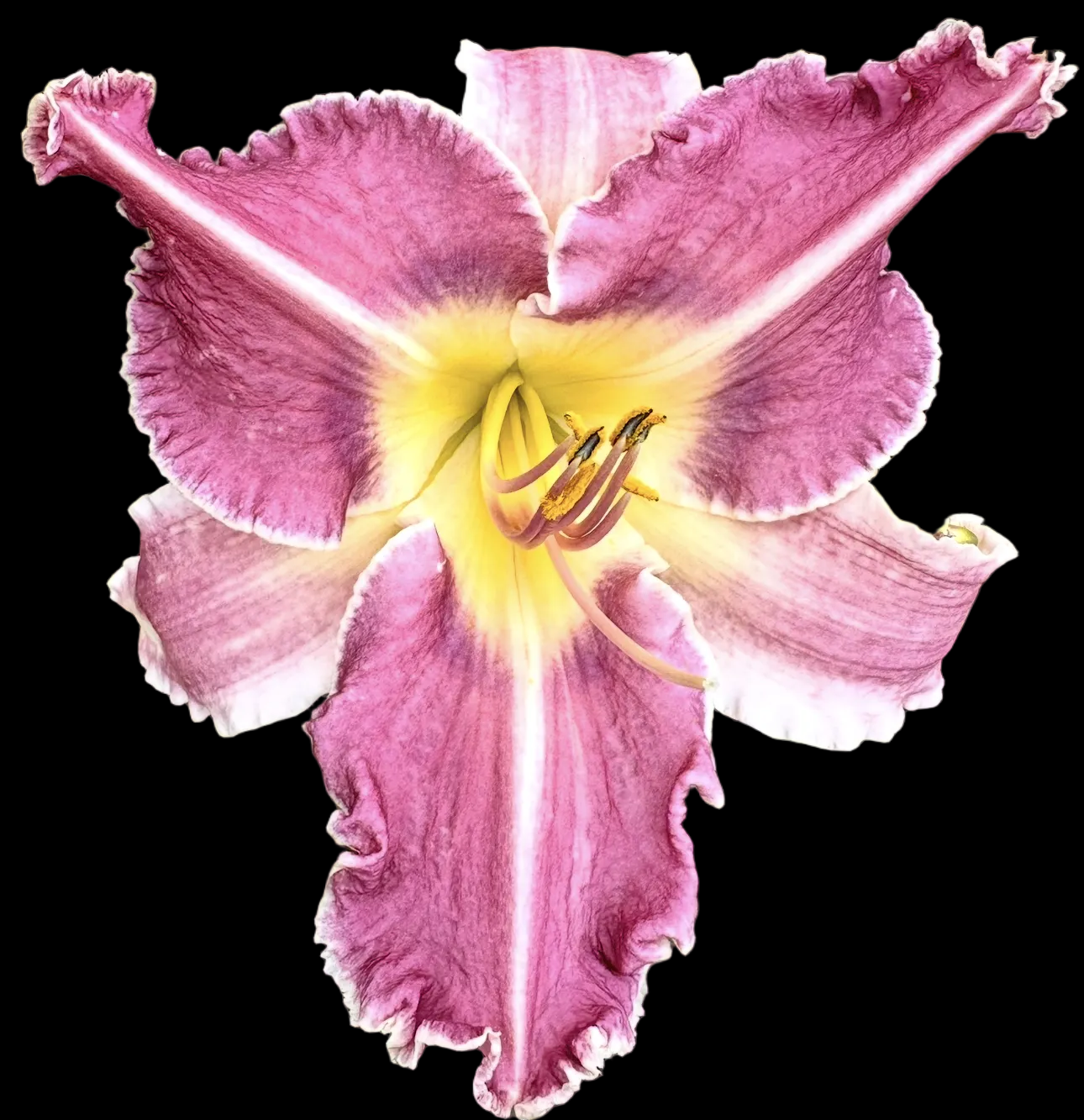 T52 | Lavender Orchid with White Ruffled Edge