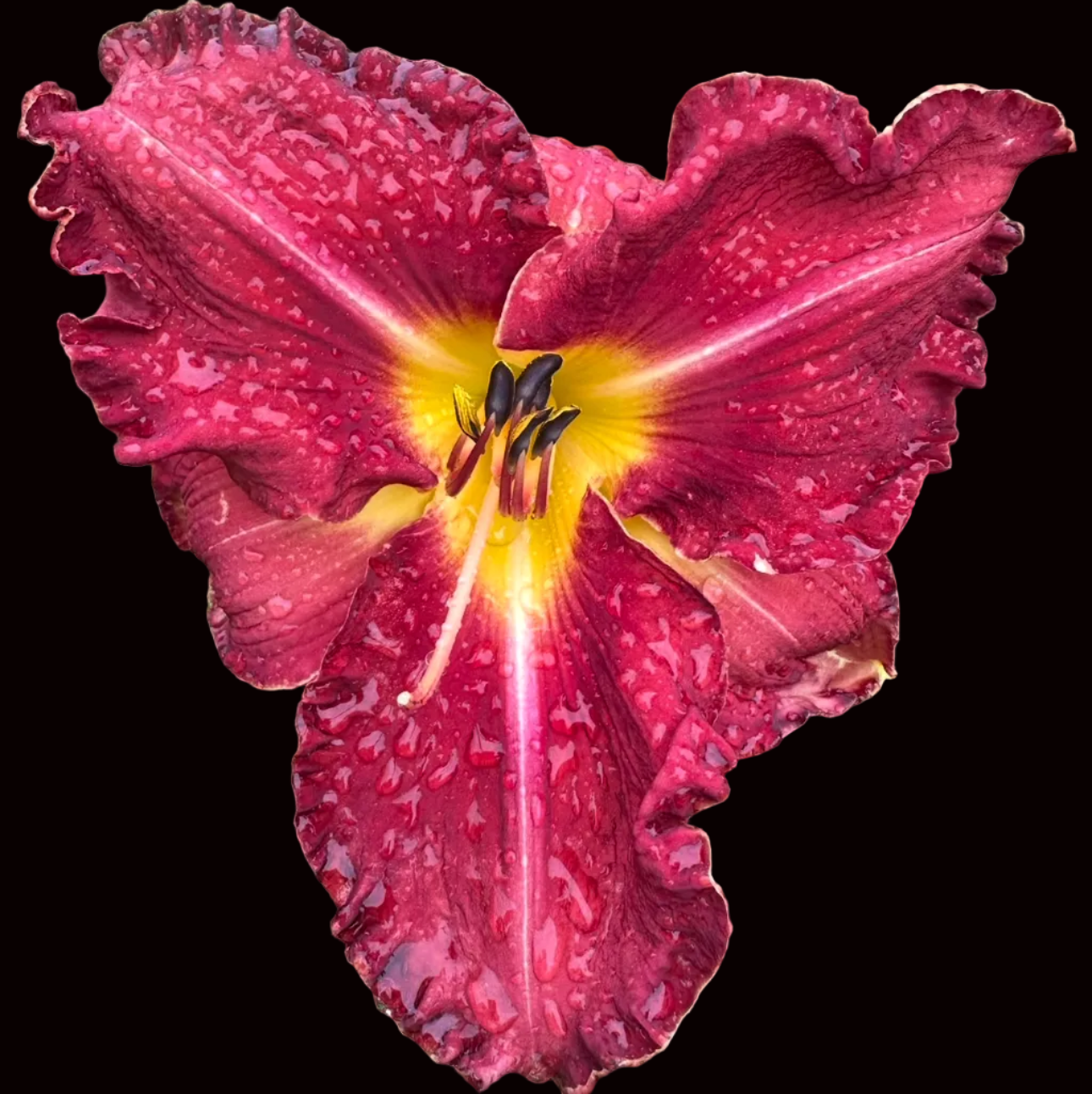 T67 | Ruffled Crimson, Darker Eye and Edge