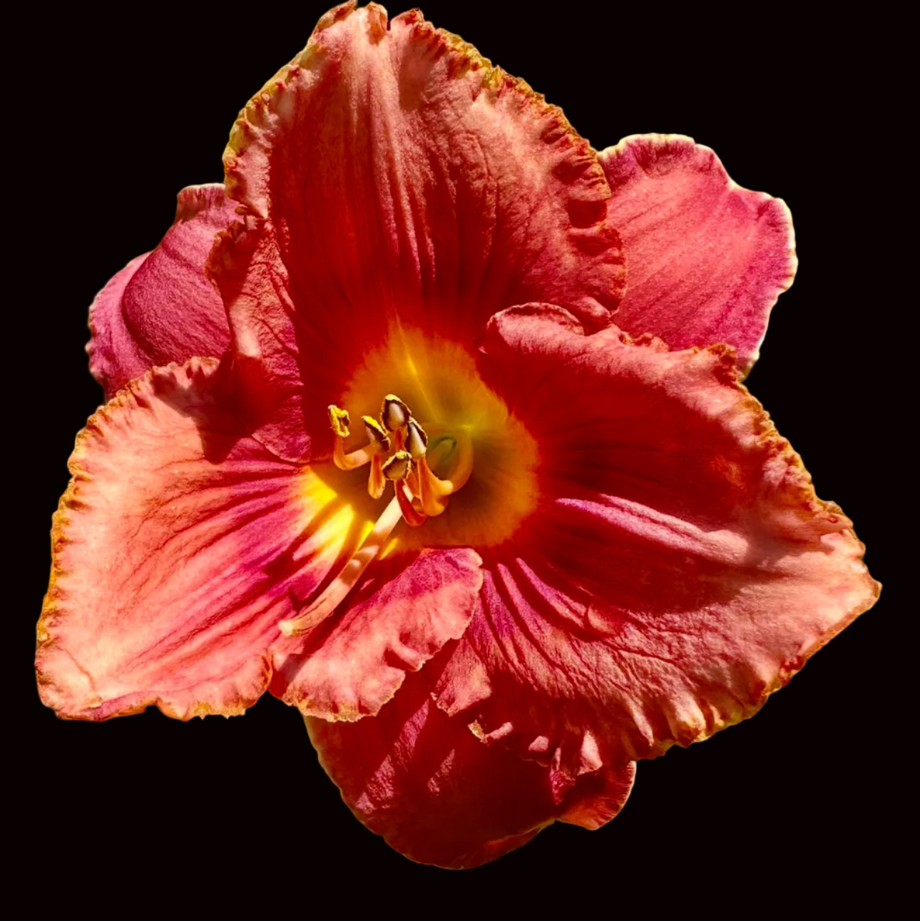 T80 | Crimson Red with Golden Heart