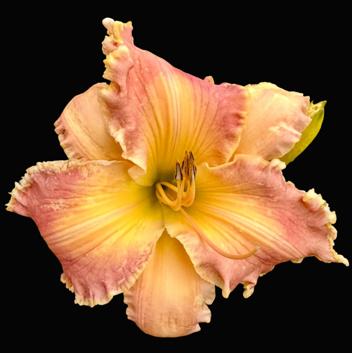 A close-up photograph of a single daylily flower in bloom, with pink and yellow petals transitioning from peach to golden yellow, set against green foliage and mulch. The photo is shown within a mobile app interface, likely for a plant listing or garden photo.