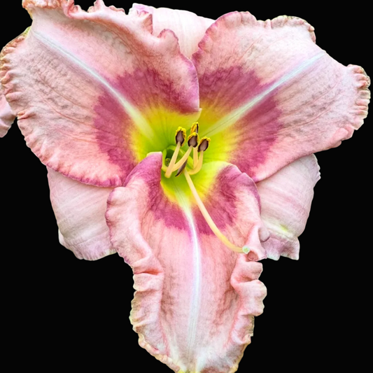 A close-up photograph of a single pink daylily flower with a yellow-green center, surrounded by green foliage. The photo appears within a phone app interface, with a white mobile frame and a row of thumbnail images along the bottom.