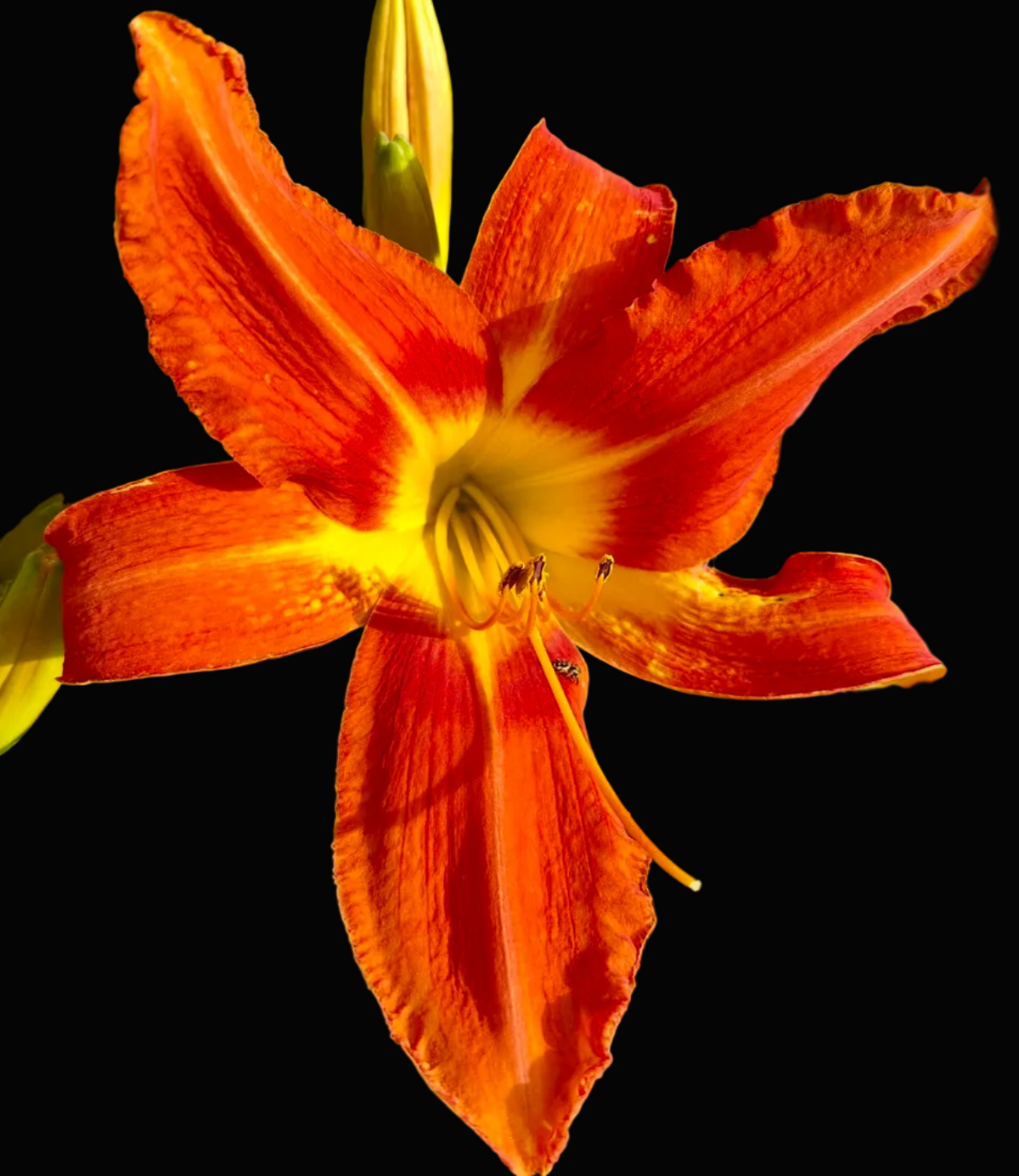 A close-up photograph of a blooming orange daylily flower with a yellow center, surrounded by green foliage, shown within a mobile app screenshot interface.