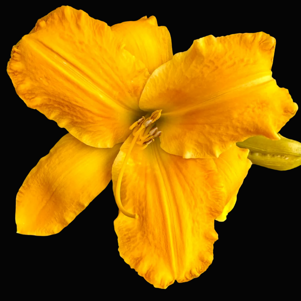 A close-up photograph of a bright yellow daylily flower in bloom, with green leaves and a small pink flower visible in the background. The photo appears to be taken from a phone gallery or messaging screen, with the word 'Columbus' and date/time at the top.