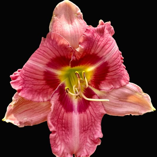 A close-up photograph of a pink daylily flower with a deep magenta center and green leaves in the background, shown within a mobile app interface.