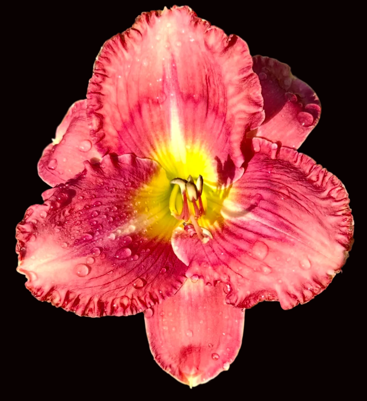 U21 | Rose Pink with Dark Raspberry Eye