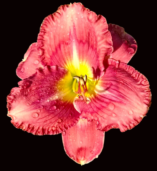 U21 | Rose Pink with Dark Raspberry Eye