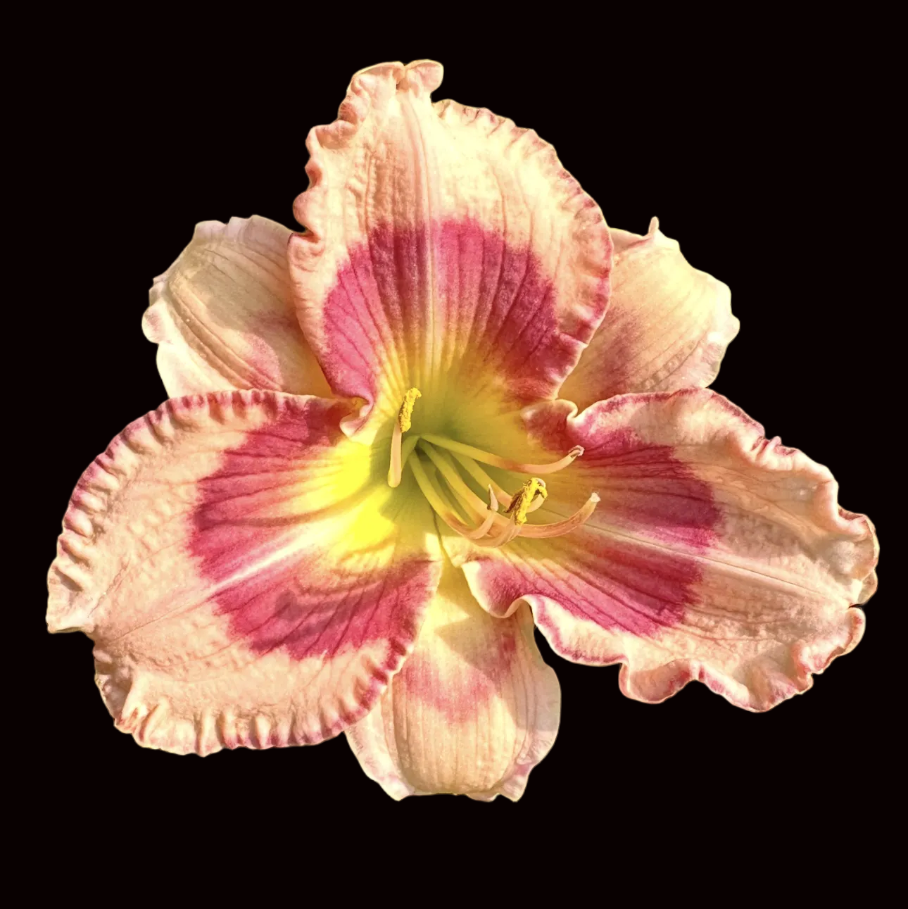 U25 | Ruffled Blush Pink with Rose Eye