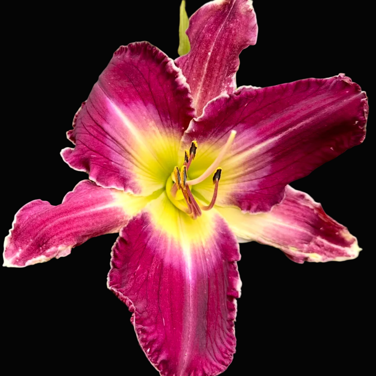 A close-up photograph of a single daylily flower in bloom, with deep magenta-purple petals fading into a bright yellow center, surrounded by green leaves. The photo appears to be taken from a phone app screenshot with a white interface border and a date/time header at the top.
