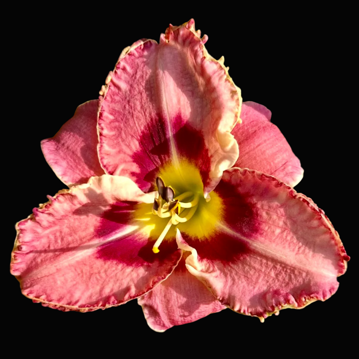 A close-up photograph of a pink daylily flower with a yellow and dark pink center, surrounded by green leaves, shown within a mobile app screenshot interface.