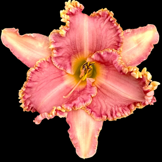 V39 | Orchid Pink with Gold-Toothed Ruffled Edge