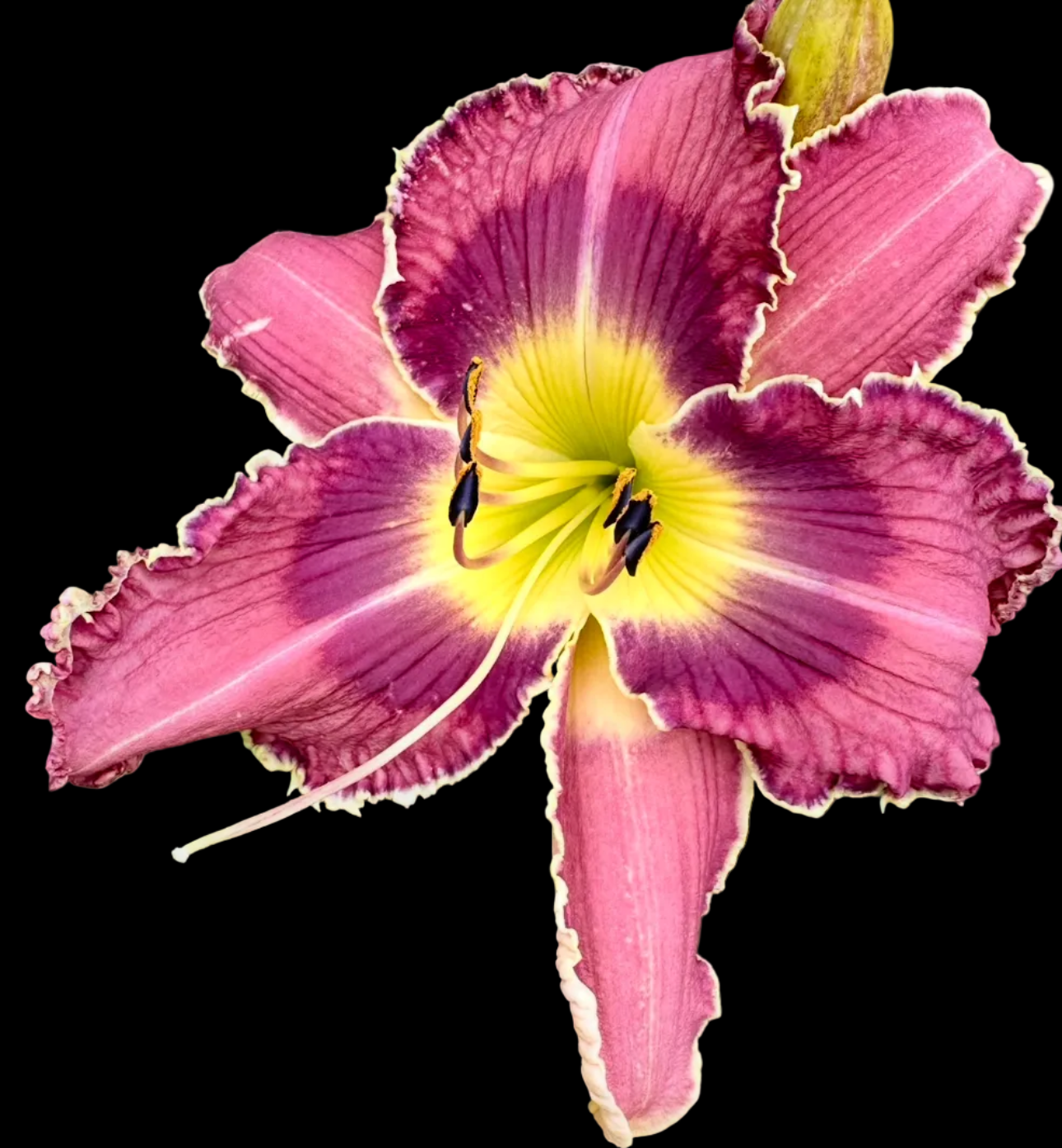 V87 | Orchid Lavender with Violet Eye