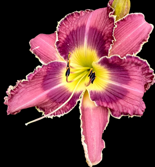 V87 | Orchid Lavender with Violet Eye