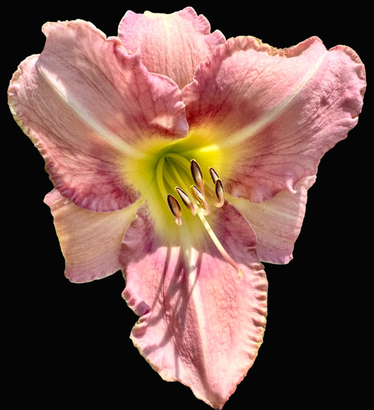A close-up photograph of a pink daylily flower with a yellow center, surrounded by green leaves and a wooden fence in an outdoor setting. The photo is shown within a mobile browser or app interface with a Pinterest notification banner at the top and a row of thumbnail images along the bottom.