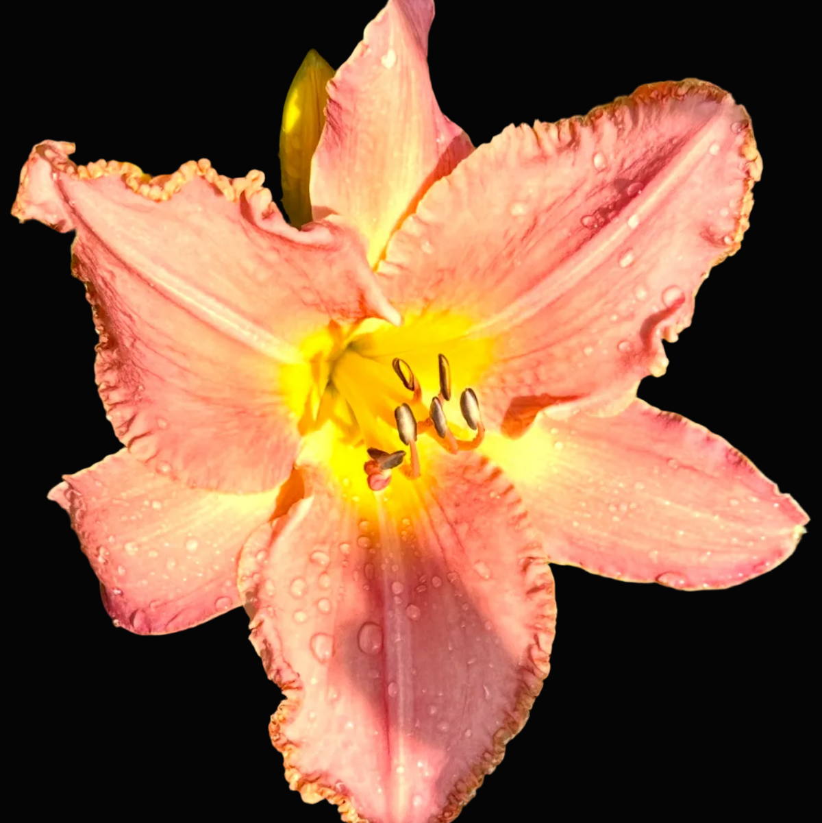 A close-up photograph of a pink daylily flower with water droplets on its petals, surrounded by green leaves, shown within a mobile photo app interface.